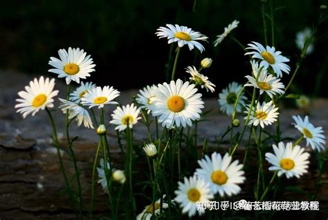 菊科植物有哪些|【花材认识】30种菊科植物介绍~